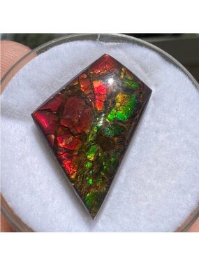 Rare 11.36ctw ammonite genuine fossil